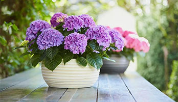 Цветы в горшках