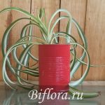 Хлорофитум