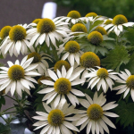 Эхинацея purpurea Primadonna White
