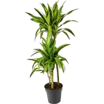 Dracaena