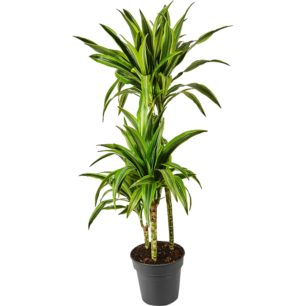 Dracaena
