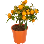 Цитрус Лимон 