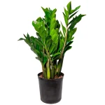 Замиокулькас ø30 h100 см