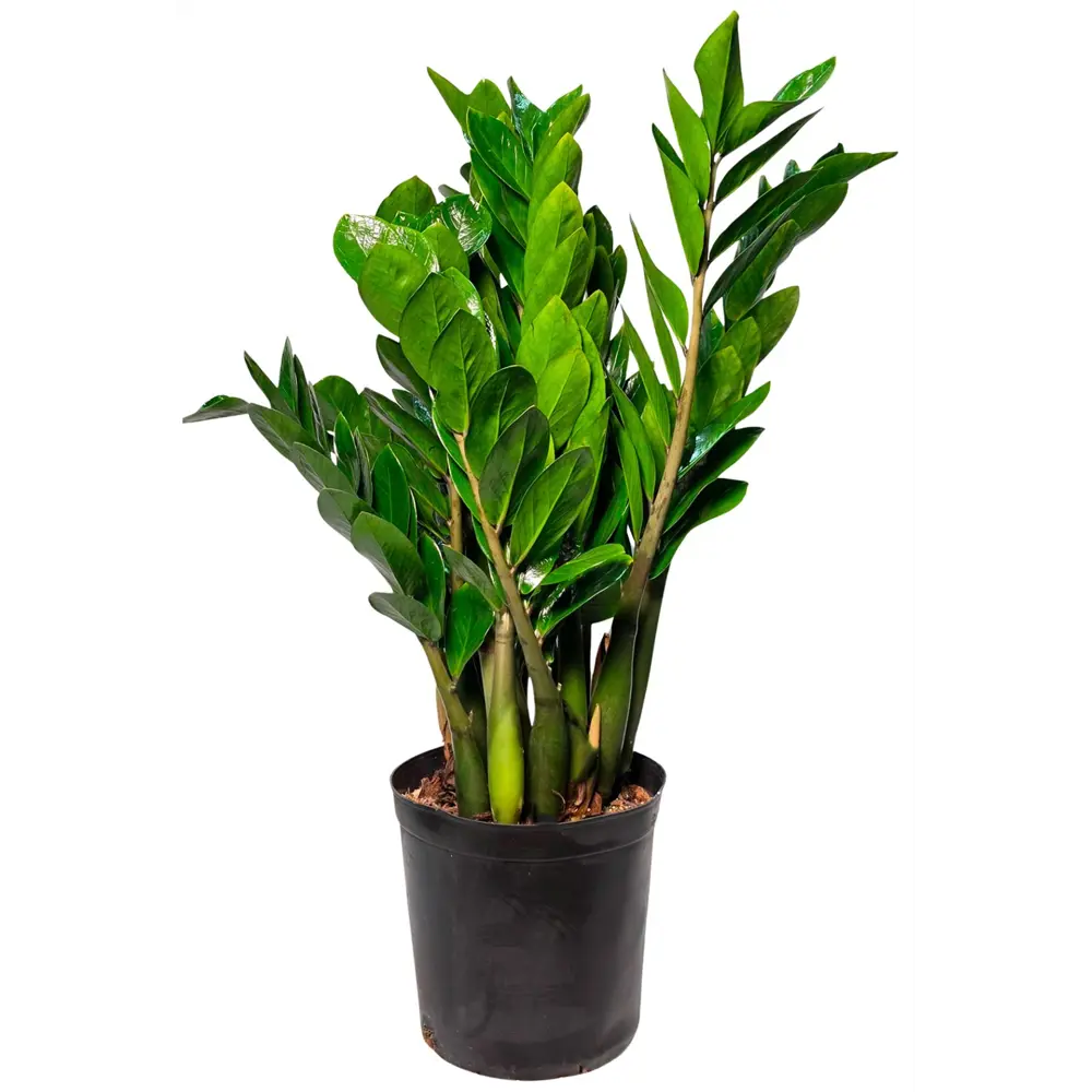 Замиокулькас ø30 h100 см