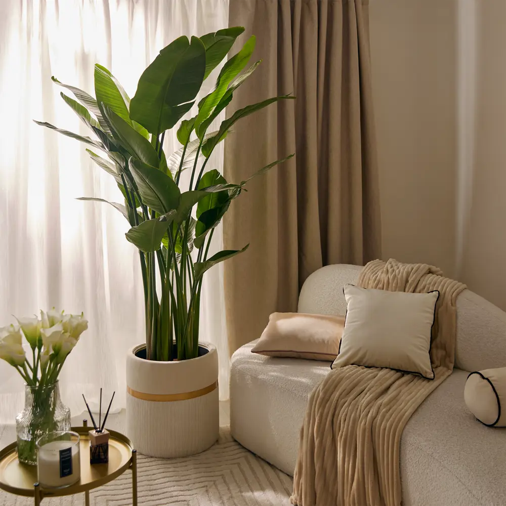 Стрелиция Николая ø32 h120 см